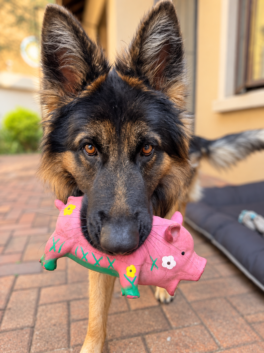 Rubber Pig chewing toy with sound